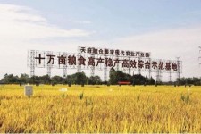 徐州关于成都商务伴游外围雇用的信息